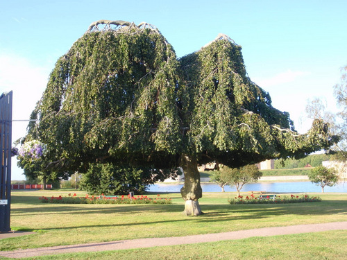 Fun Trees.